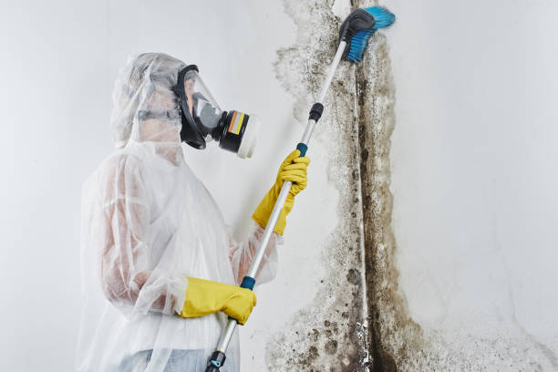 Best Basement water damage restoration  in Clearfield, PA